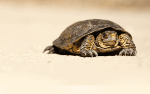 Por que levar a sério a inovação corporativa?