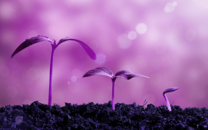 MAYA Capital apoia startups em estágio inicial e foca na transformação da América Latina